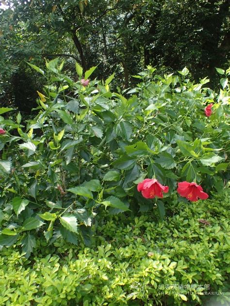 芙蓉怎麼種|袁晓辉 Rita : 朱槿 Hibiscus (芙蓉/扶桑/大紅花)